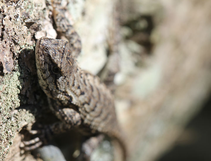 Eastern Fence Lizard